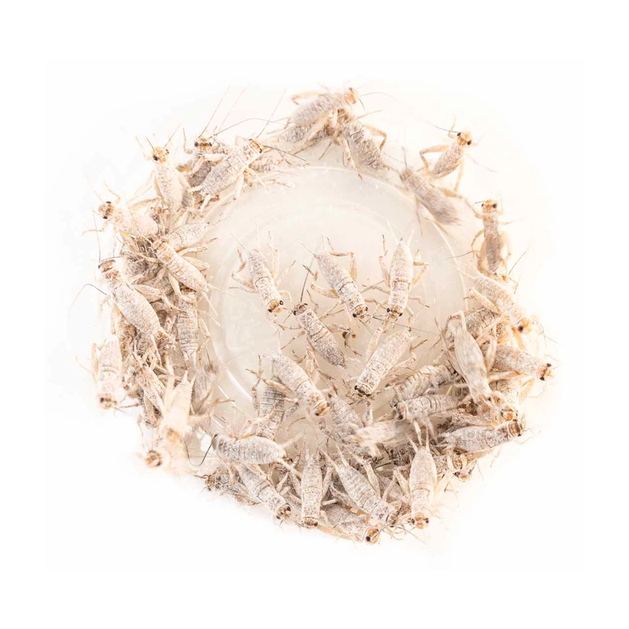 ZooMed Repti Calcium uden D3 og fosfor 227 g